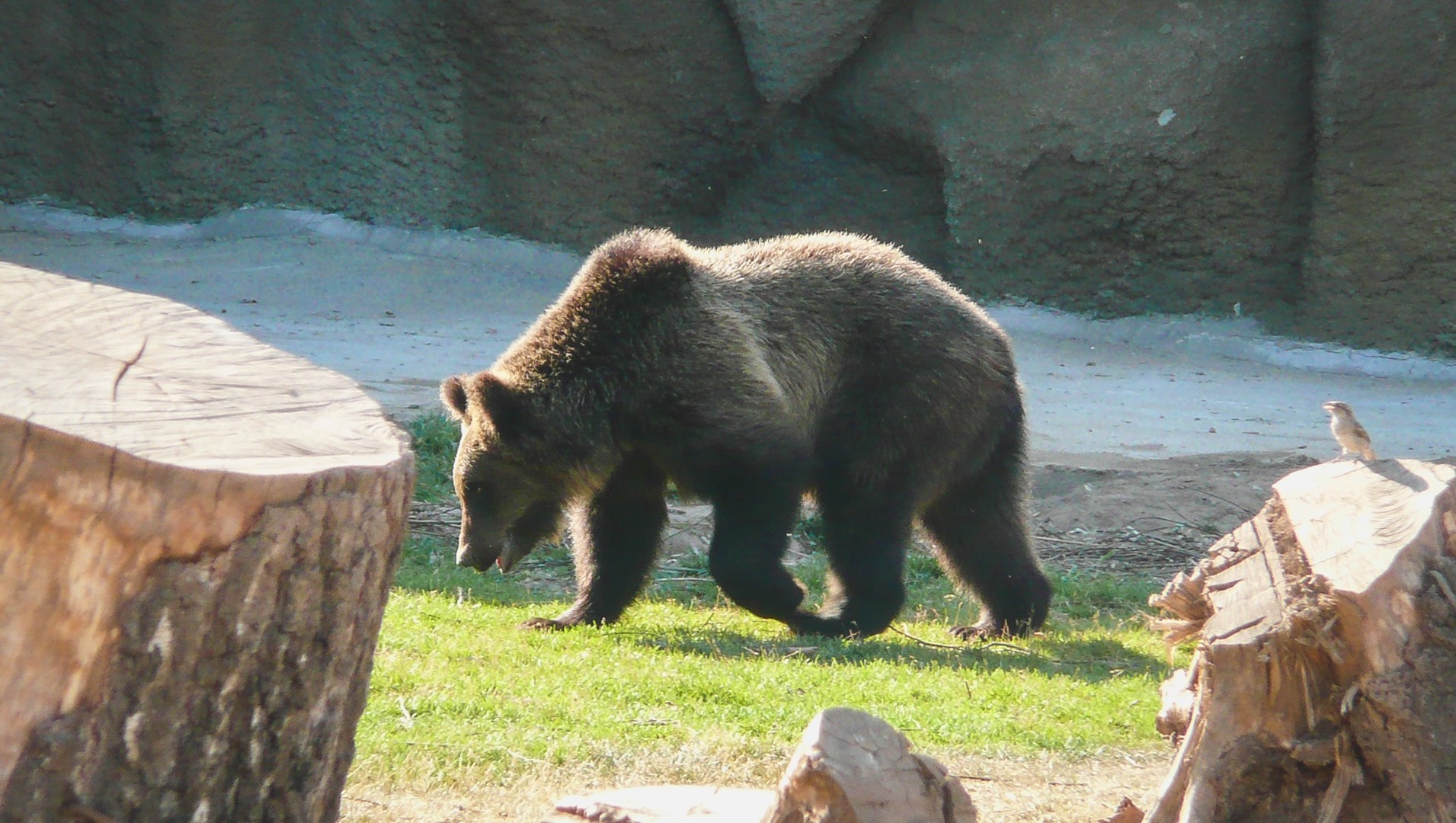В ЦУР Башкирии объяснили, почему медведи стали выходить к людям