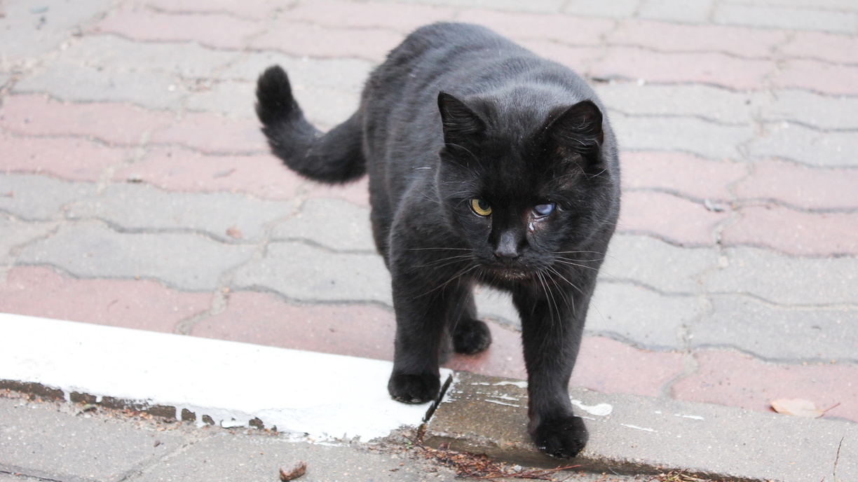 В Мечетлинском районе Башкирии ввели карантин по бешенству из-за укуса кошки