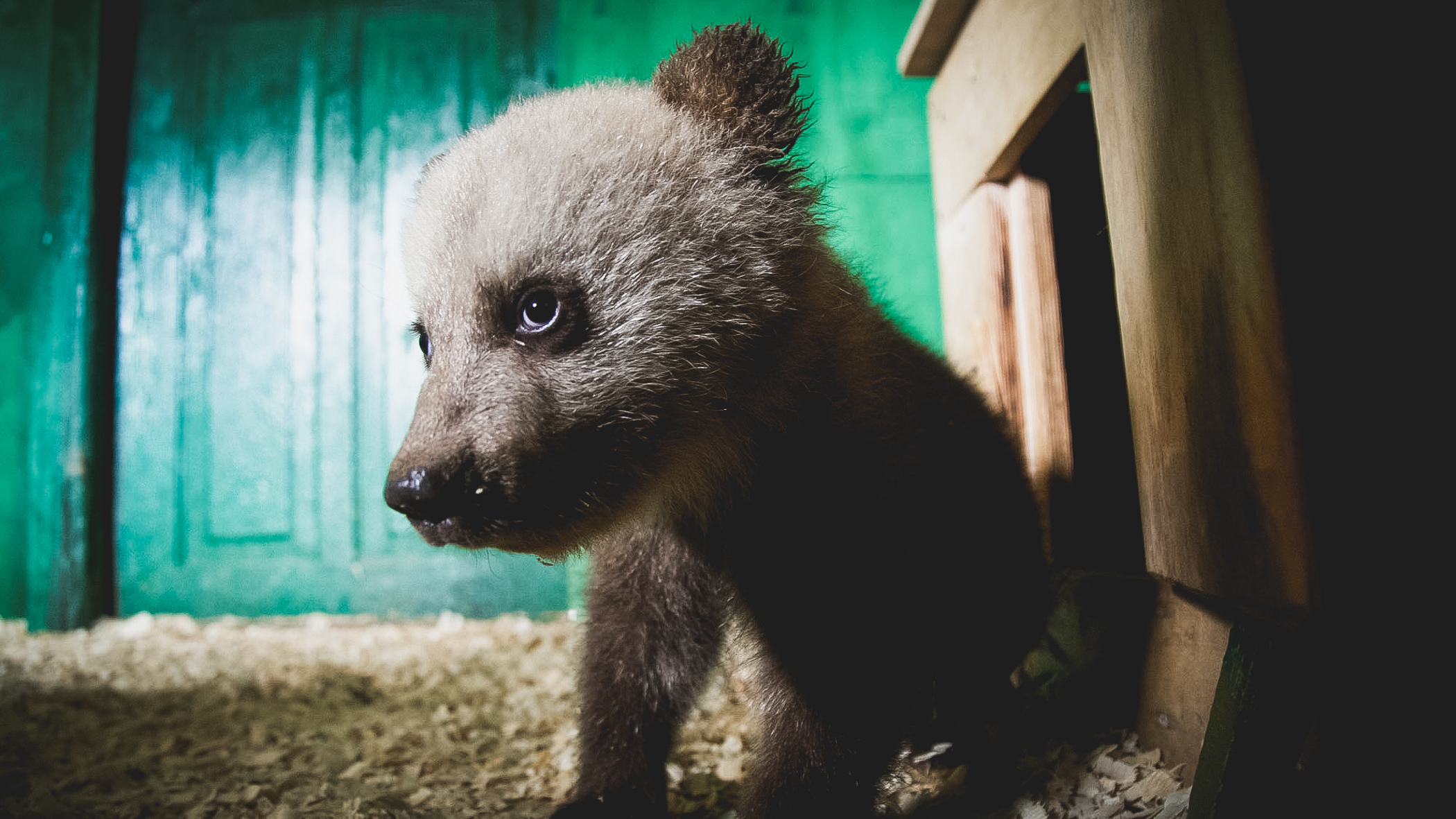Голодные и осиротевшие: почему медведи массово вышли к людям в Башкирии