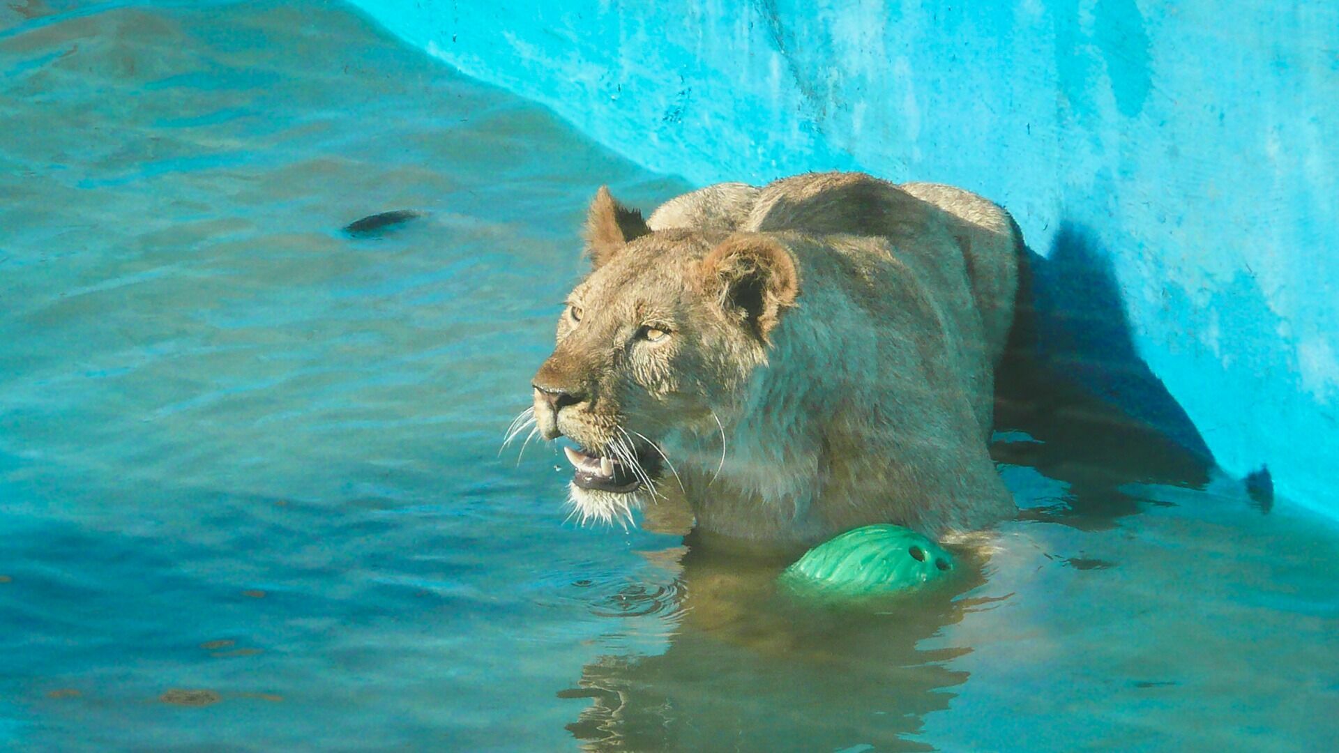 Раненого львенка в Уфе поместили в зоолунапарк «Саванна», который выселяют приставы