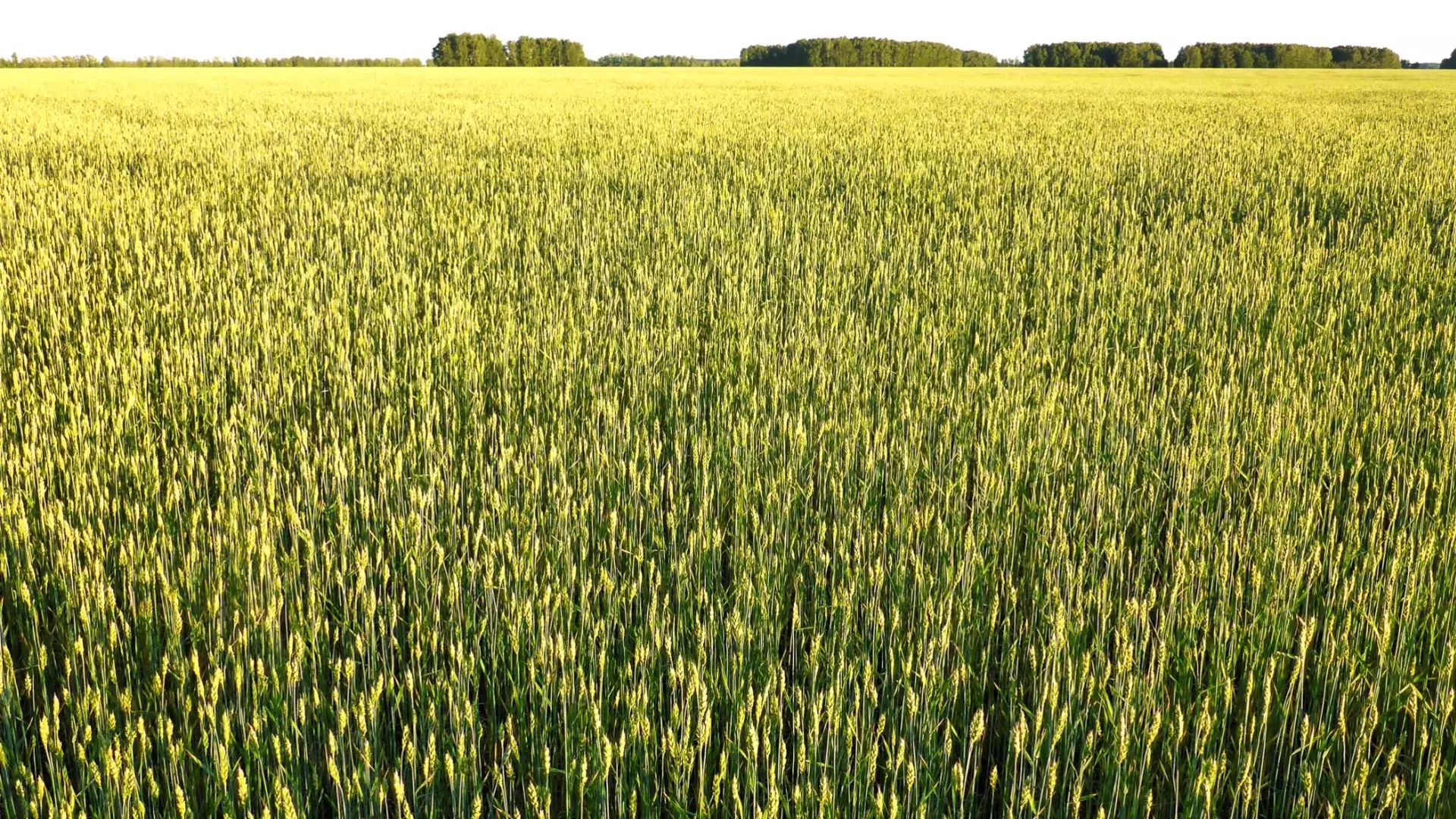 Российские зернотрейдеры заявили о необходимости изменения требований ЦОКЗ