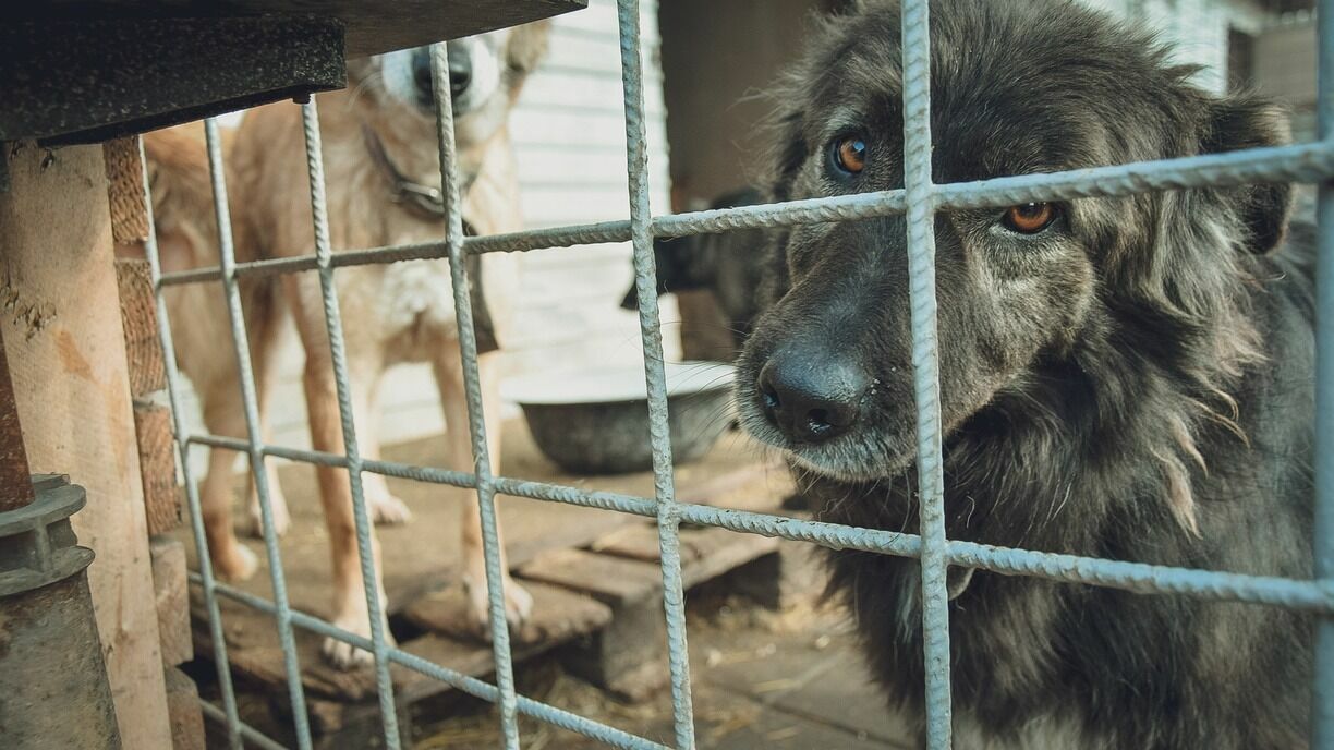Власти Уфы хотят построить питомник для бездомных собак за 150 млн рублей