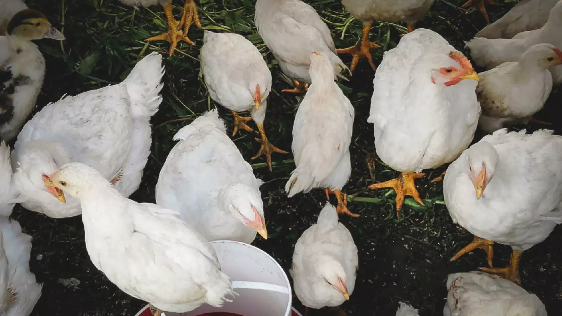 Жители Башкирии считают, что птицефабрика демонстрирует безнаказанность