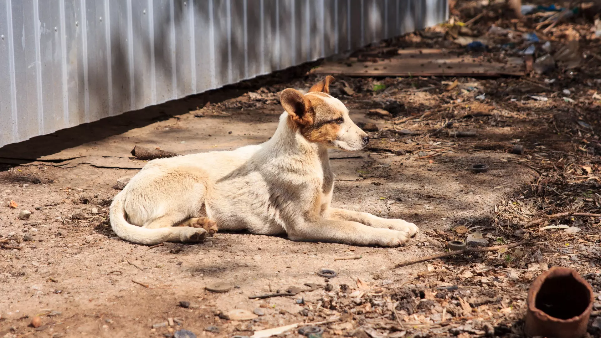 В Башкирии в четыре раза увеличат минимальный штраф за выгул собак без намордник