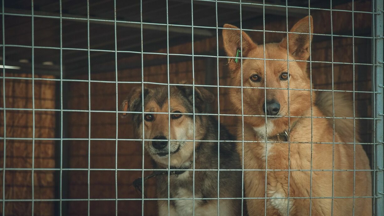 Курултай Башкирии снова предложит Госдуме рассмотреть законопроект об отстреле собак