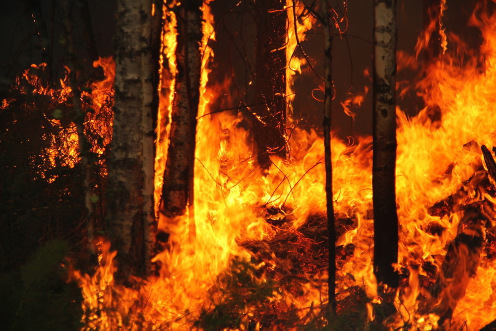 В Башкирии за сутки сгорело 7 гектаров леса