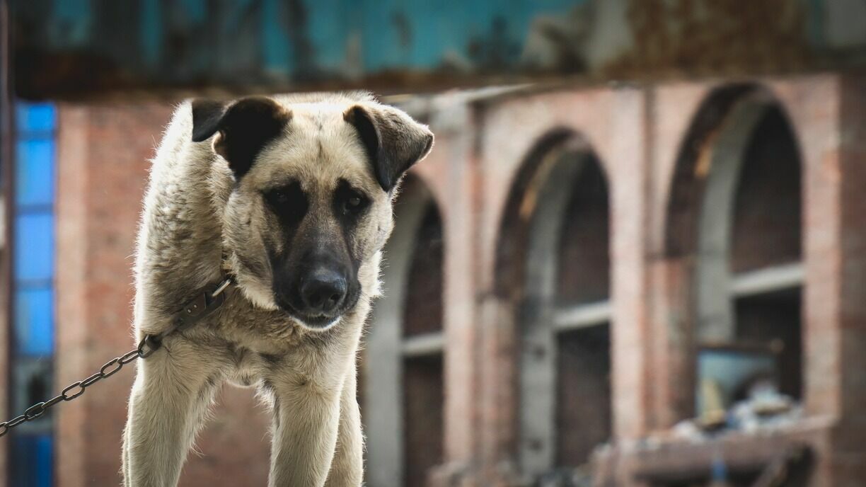 В Башкирии хозяйке пса, от чьего укуса у ребенка отказала рука, дали штраф 40 тысяч