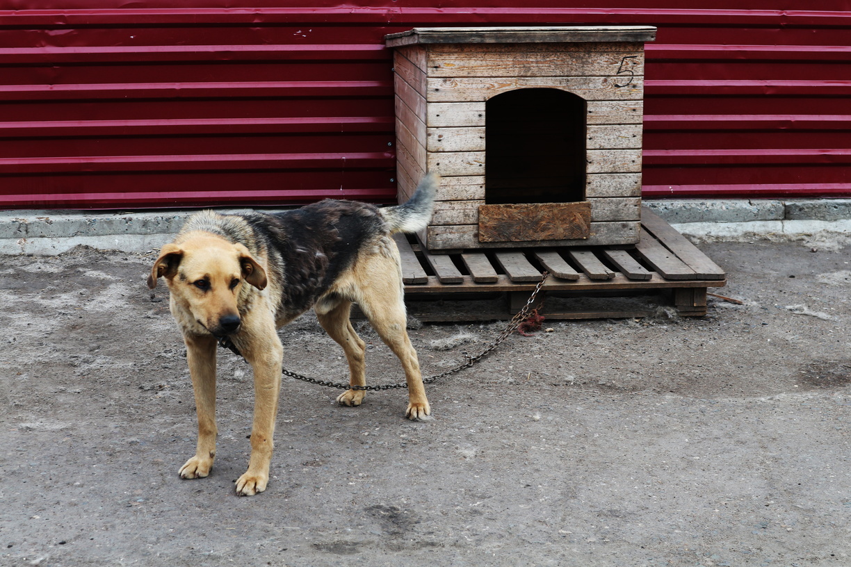 Закон о гуманном обращении с животными в Башкирии прошел первое чтение