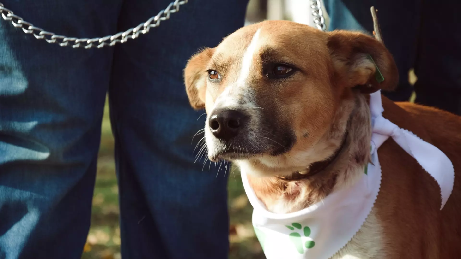 Жительница Уфы предложила властям штрафовать владельцев собак