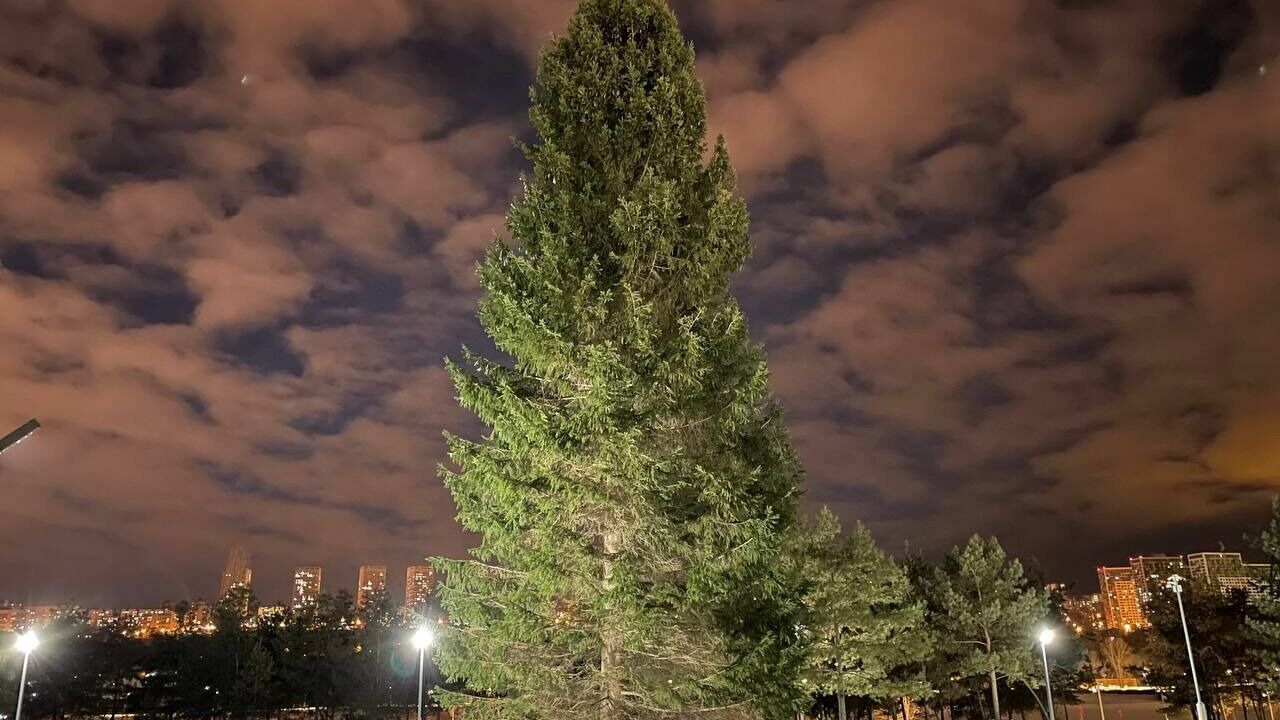 В Уфе установили первые новогодние елки в обновленных парках Демский и Кашкадан