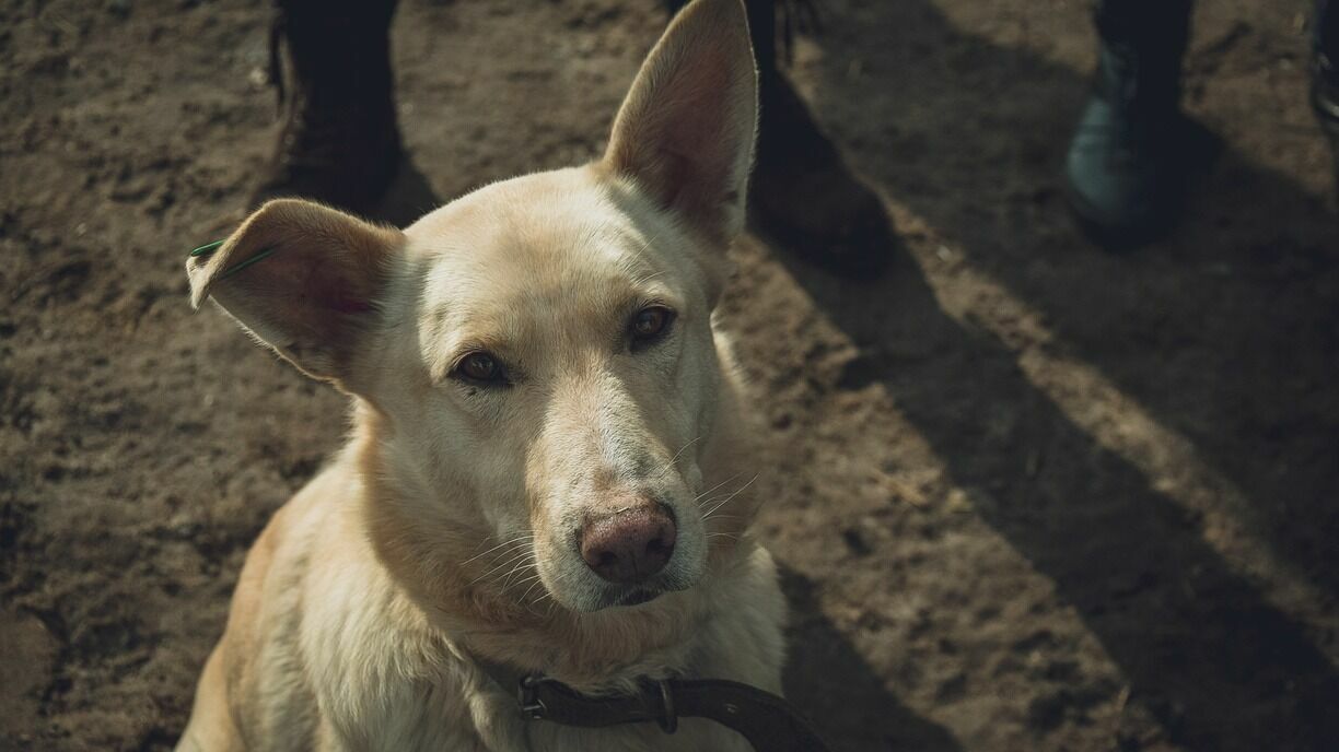 «Все псы попадают в ад»: Хабирова попросили закрыть «концлагерь для собак» в Башкирии