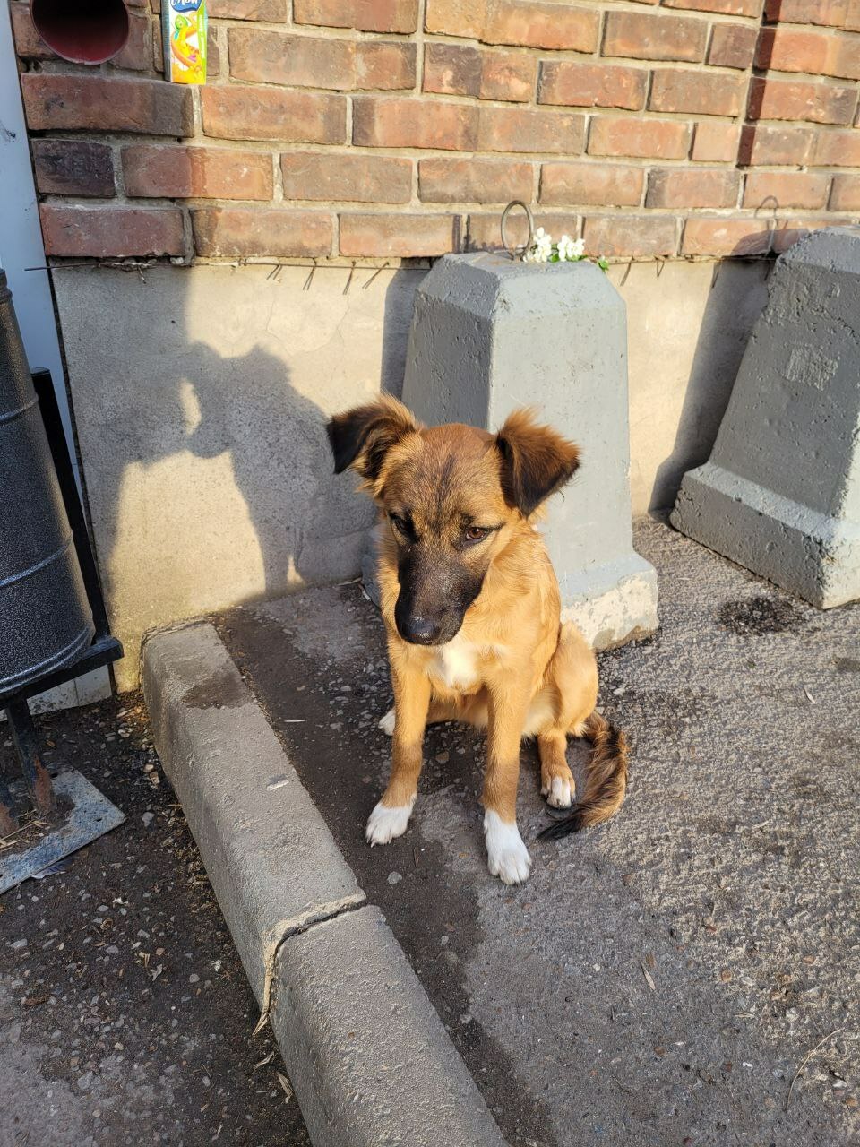 В Уфе обнаружили Хатико: собака ждёт хозяина возле магазина на улице Ленина
