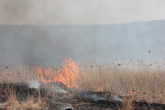 В Башкирии ликвидировали лесной пожар в одном из лесничеств