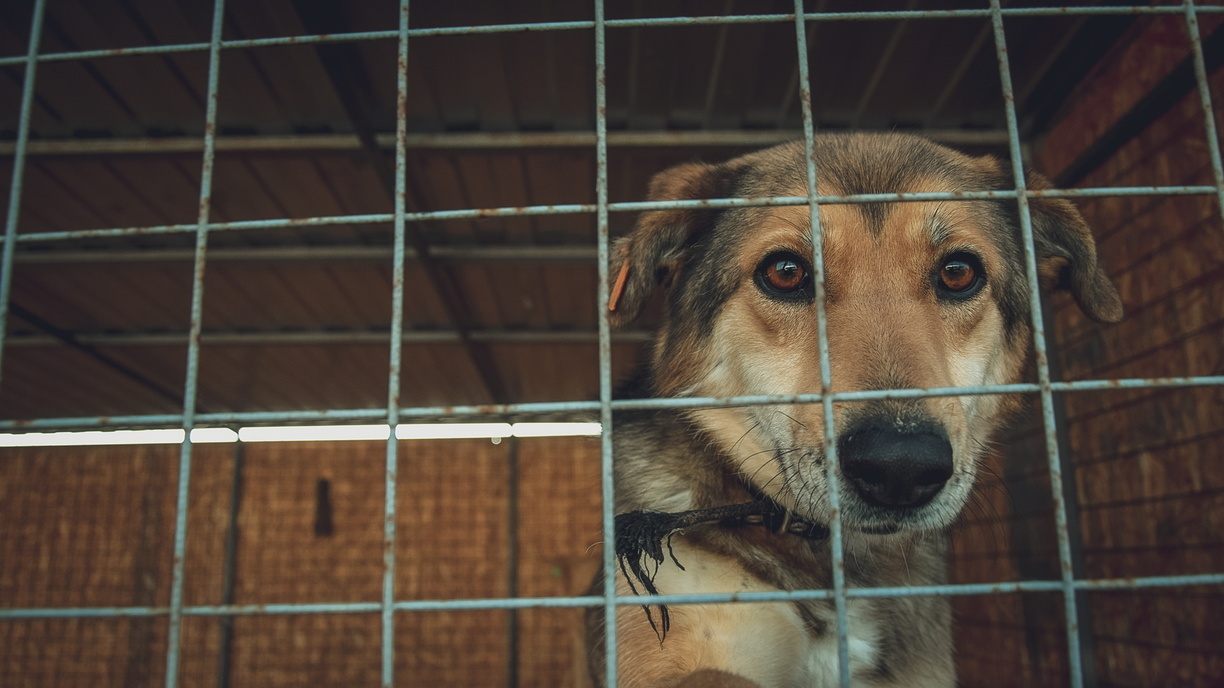 Не смотри в глаза и береги горло: как власти Уфы защищают детей от бродячих собак