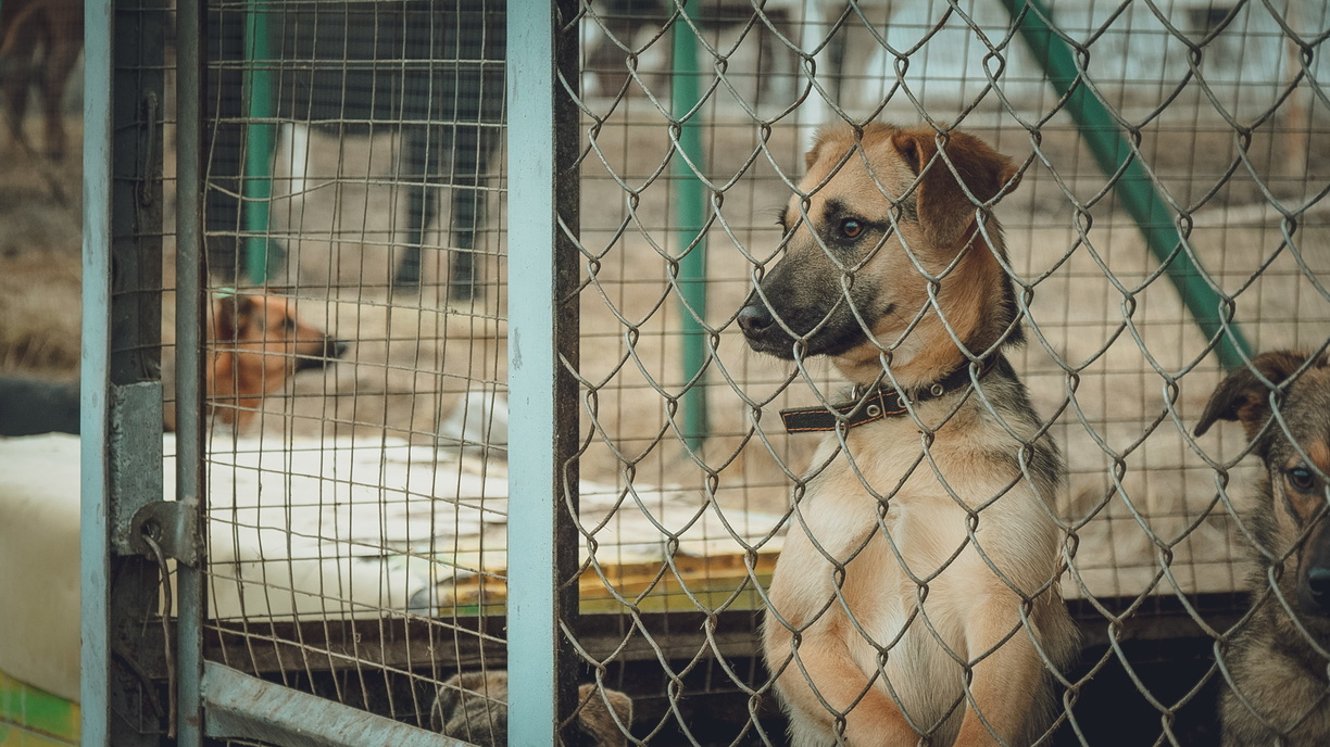 В Башкирии прилюдно забившего до смерти свою собаку приговорил к обязательным работам