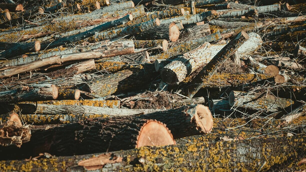 Сельсовет в Башкирии объяснил, почему матери мобилизованного доставили гнилые дрова