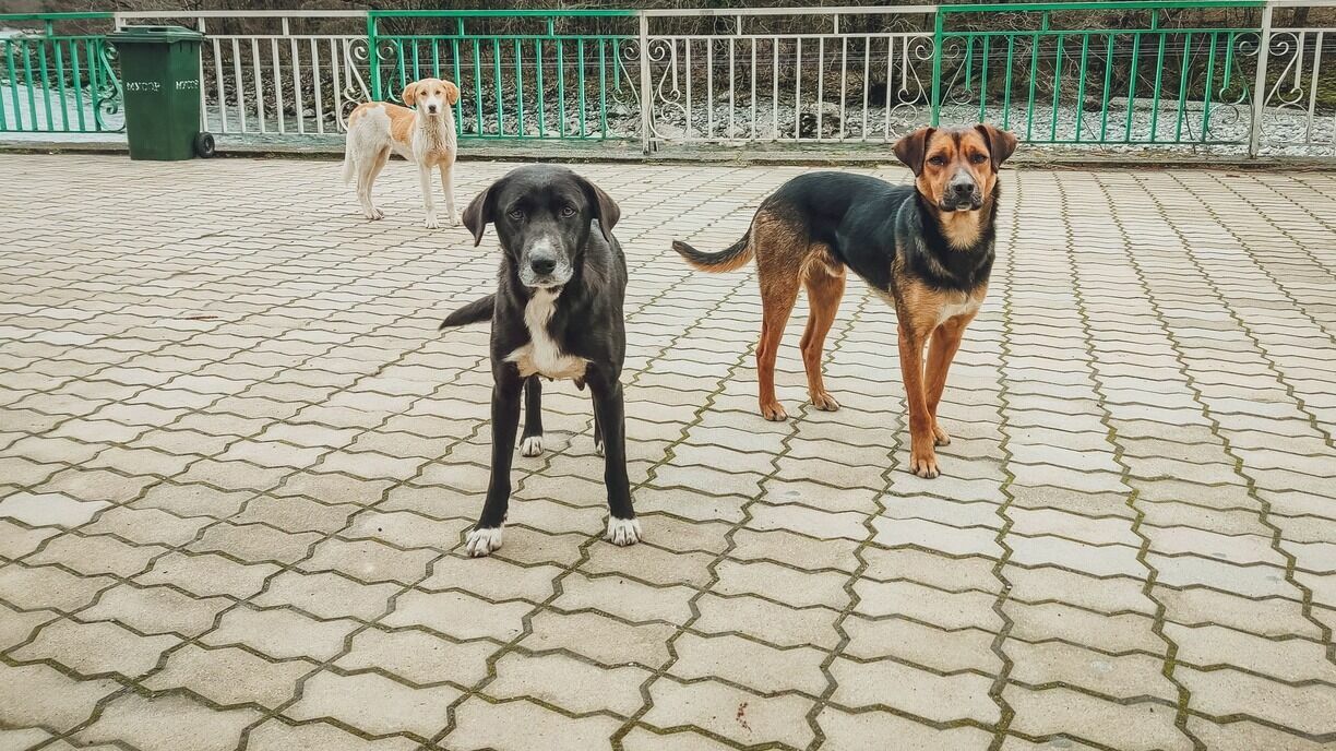 Жители Уфы пожаловались на стаю бездомных собак на территории жилых домов