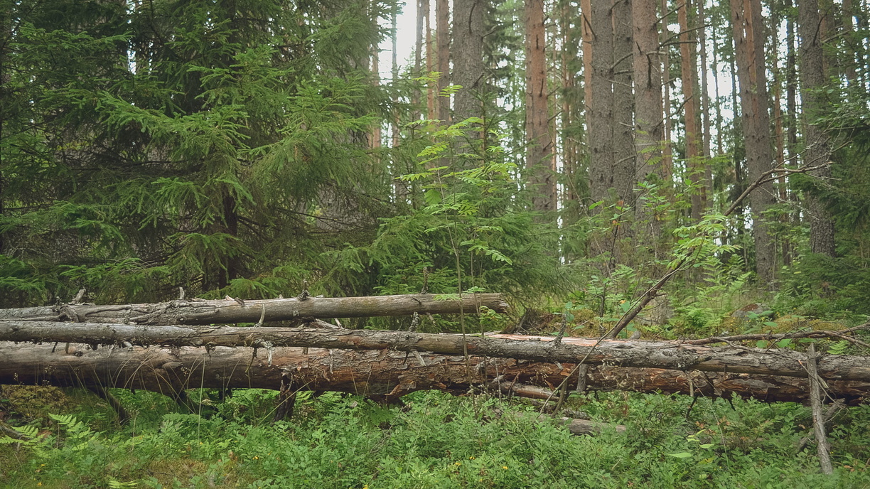 В Башкирии сотрудники лесхоза незаконно вырубили леса на 4,9 миллиона рублей