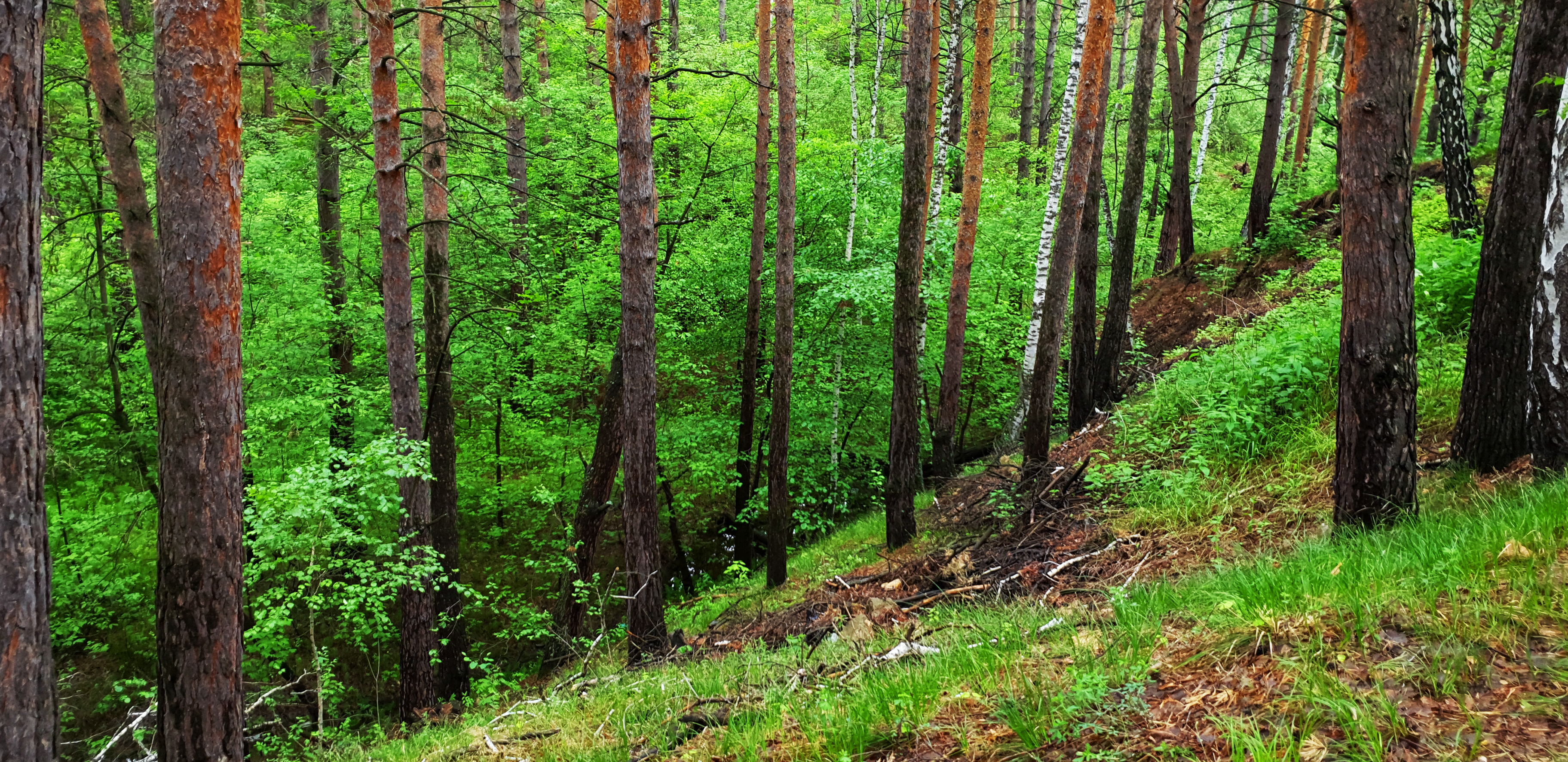 Житель Башкирии ушел в лес за дровами и пропал