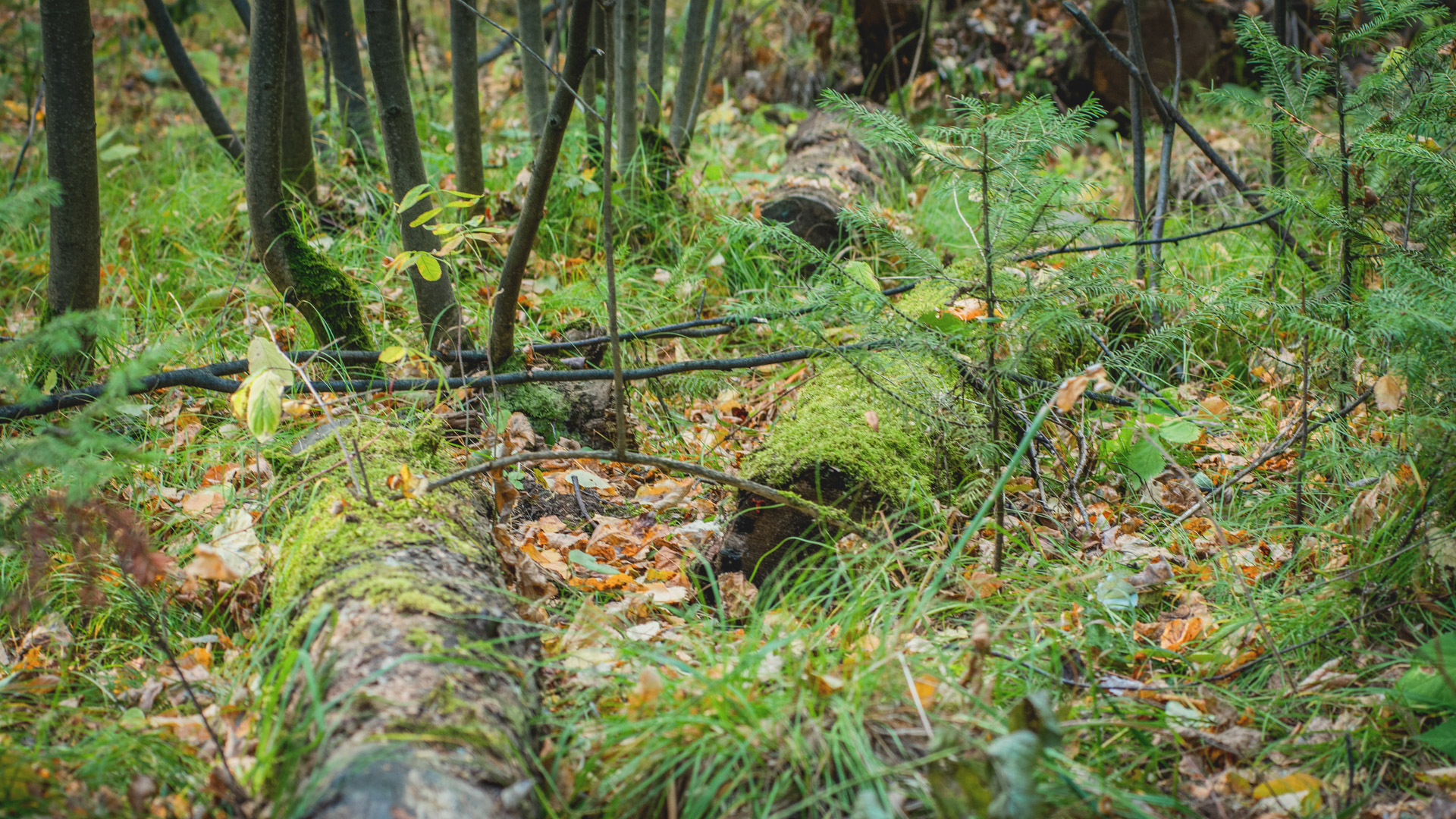 «Кишки повсюду»: множество трупов обнаружено в лесополосе в Соль-Илецке