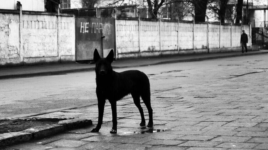 Жители Башкирии вновь сообщают о нападениях бездомных собак