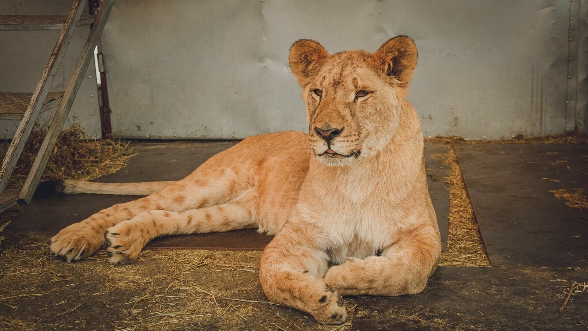 Львенка из Уфы, которого пытались продать в интернете, передали в зоопарк Подмосковья