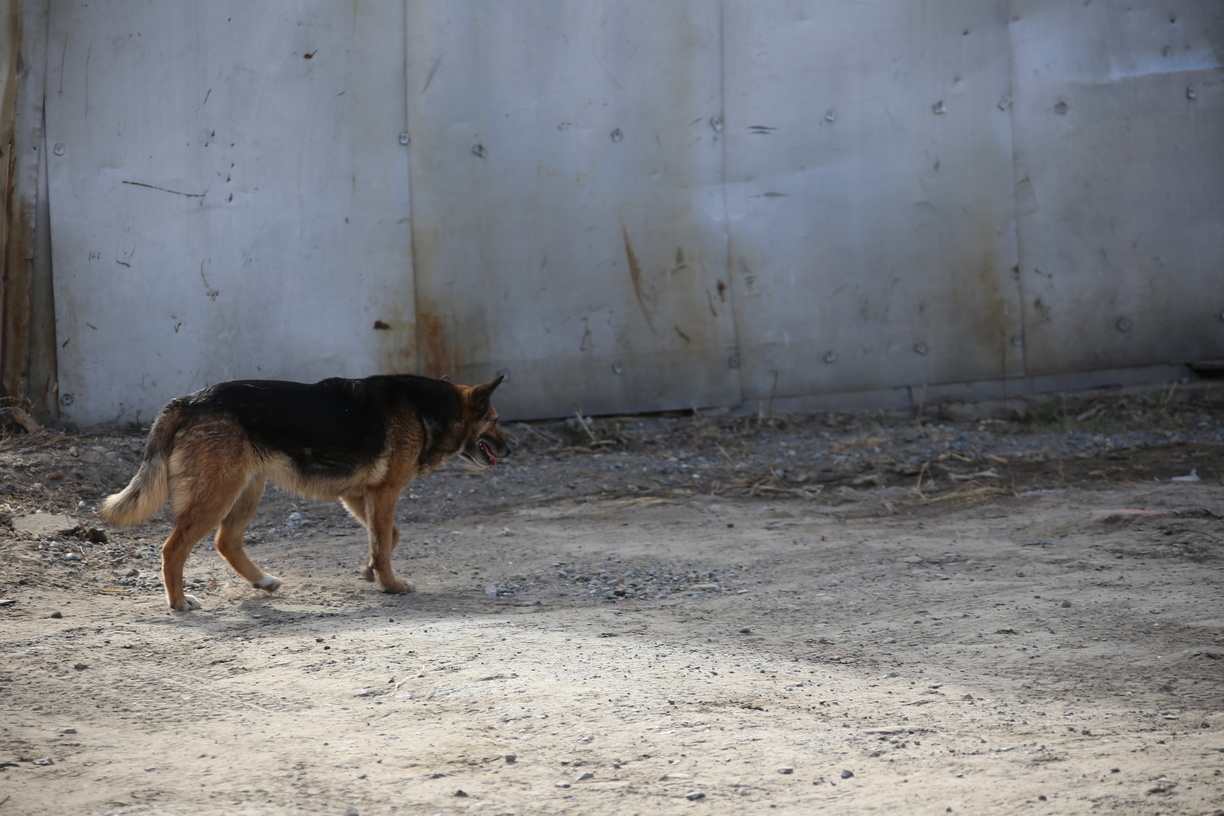 Кидается на всех подряд: в Башкирии собака покусала полицейского и еще троих жителей
