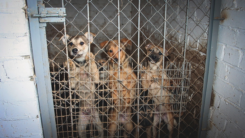Пустой лай: почему Башкирии еще далеко до решения проблемы бродячих собак