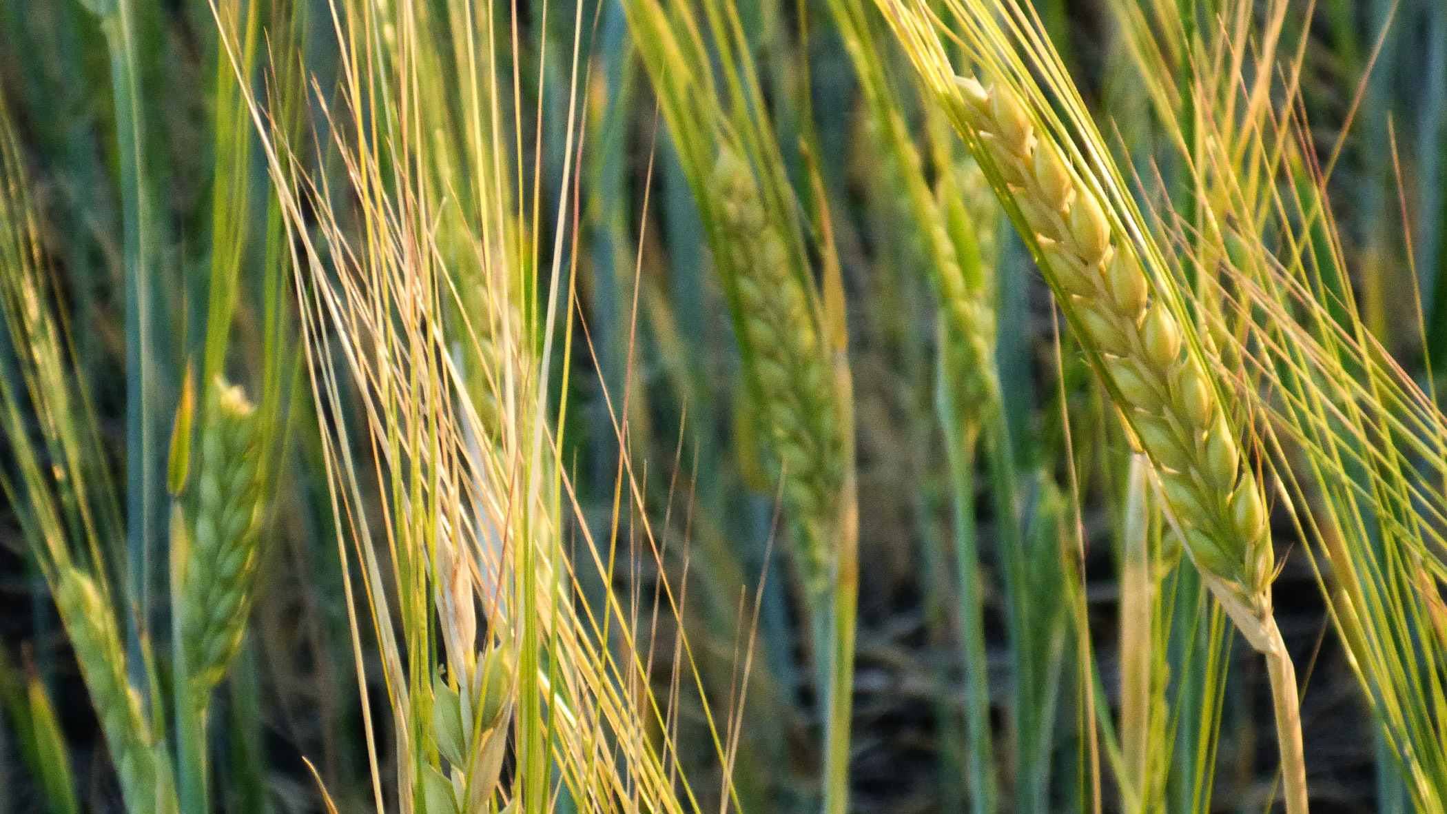 Поле экспериментов: как Башкирия помогает стране развить внутренний рынок зерна