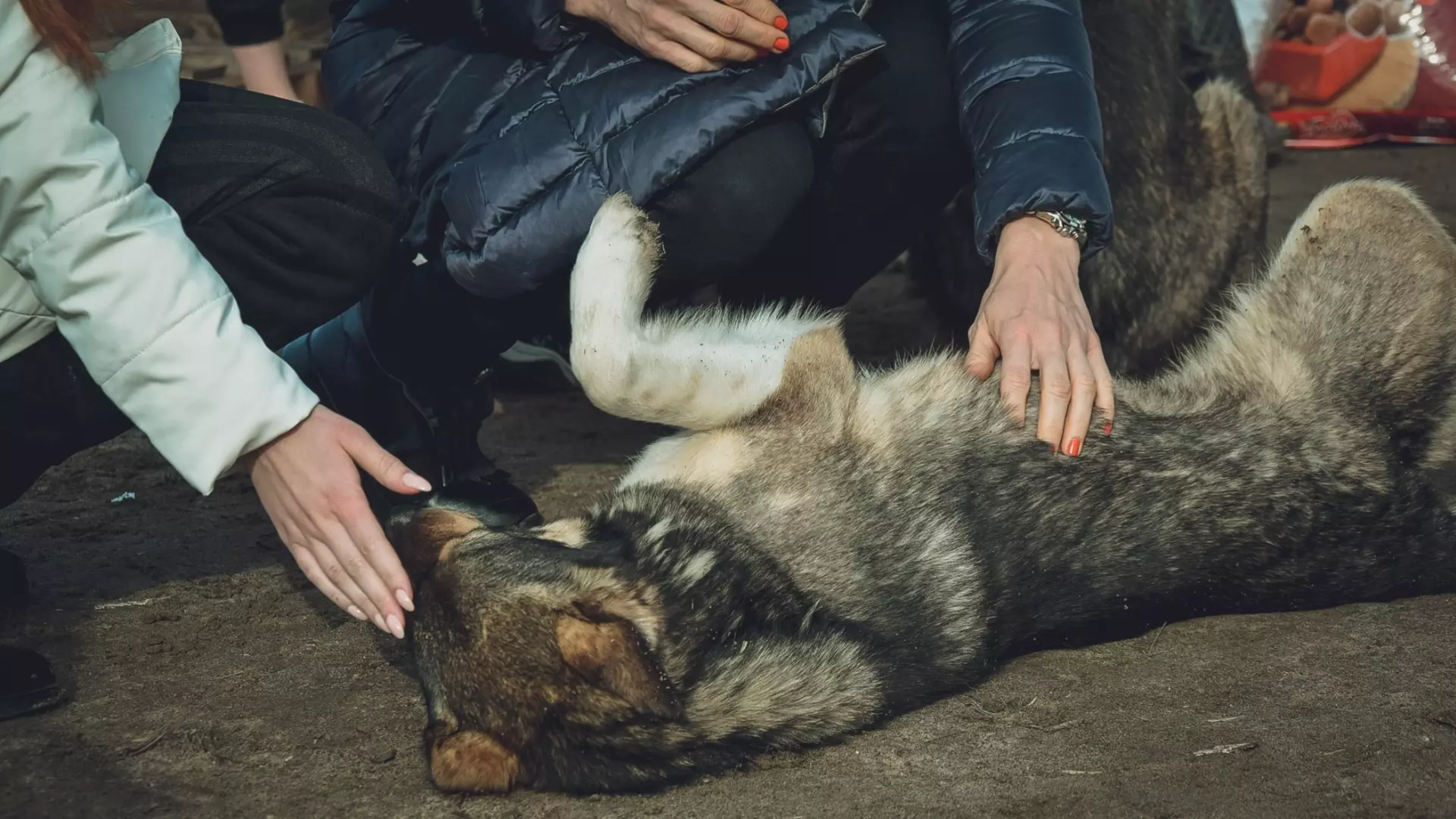 В Башкирии получила продолжение история с псом, которого привязали к дереву
