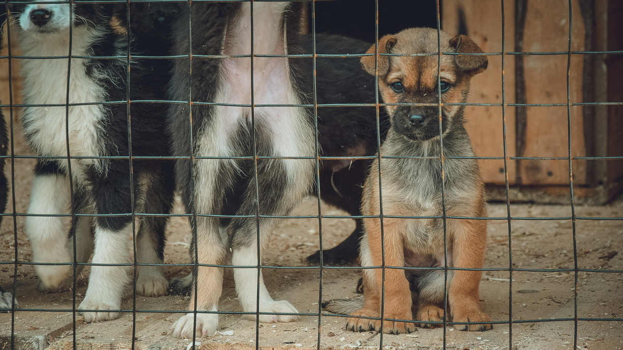 Жители микрорайона Уфы сообщили о массовом отравлении собак неизвестным веществом