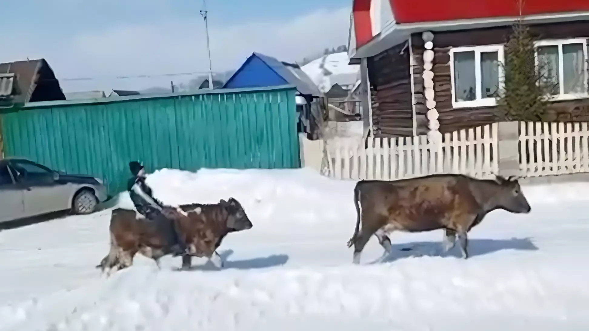 В башкирской деревне мальчик на быке ездит в магазин