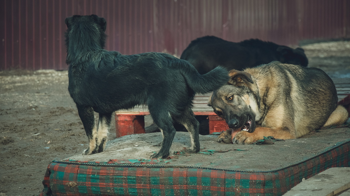 Стая из пяти агрессивных собак набросилась на нескольких жителей Уфы