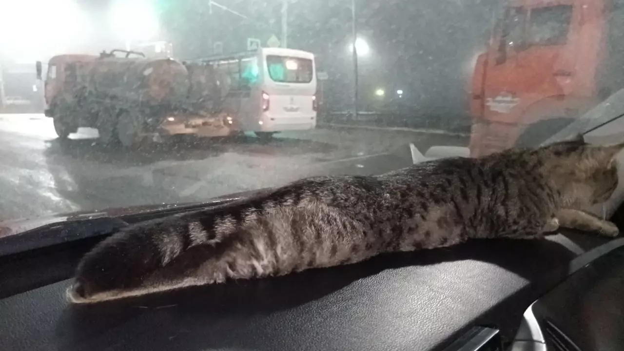 Кот больше недели жил в вентиляции в Башкирии