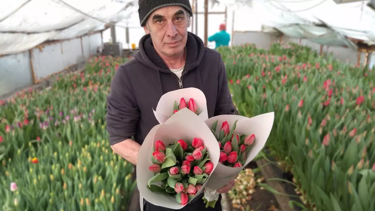 Семья Юмагузиных из Уфы вырастила сорок тысяч тюльпанов к 8 марта