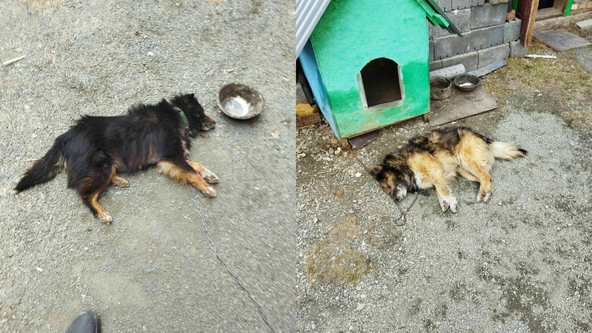 «Концлагерь для собак»: в Белорецке прокомментировали похищения и отстрел питомцев