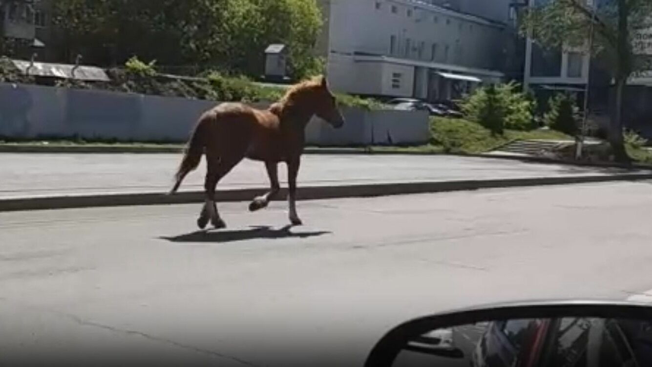 В Уфе по проезжей части бегала безнадзорная лошадь