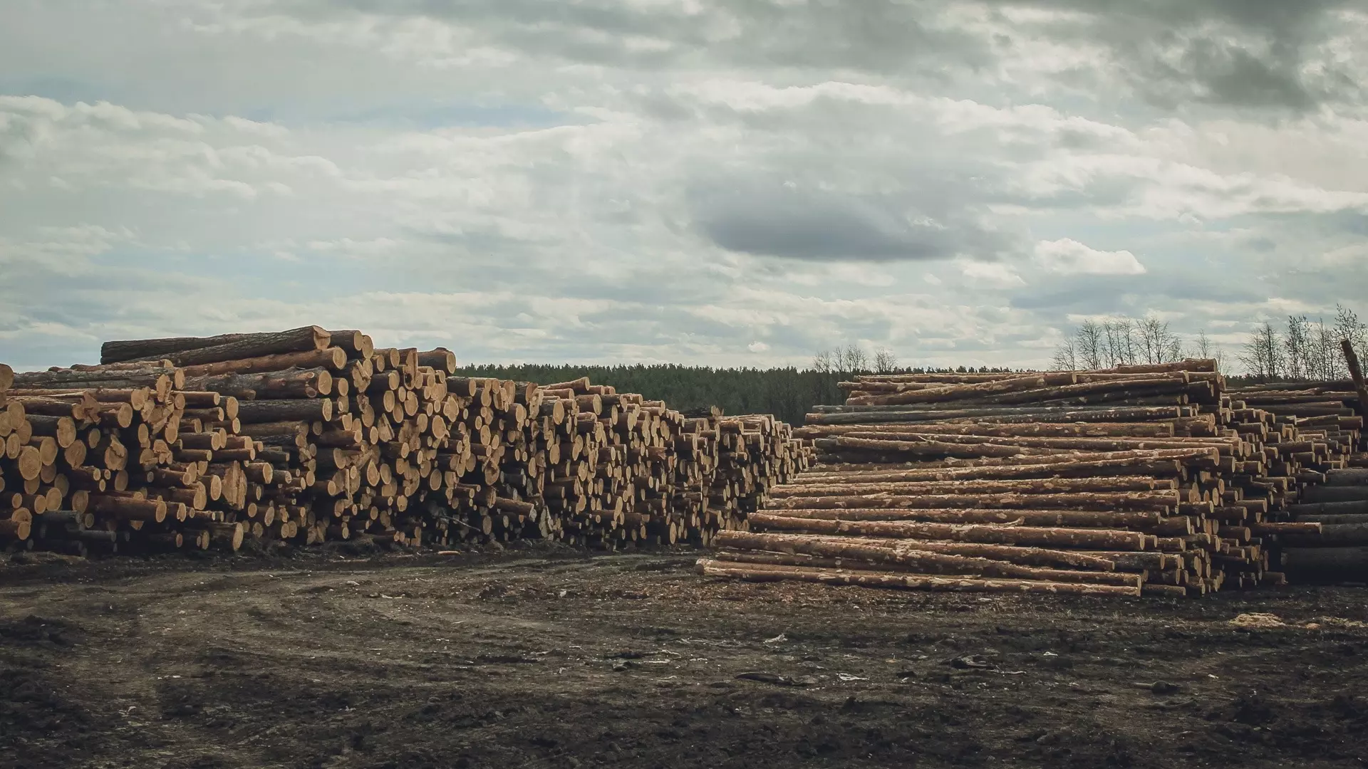 Предпринимателя из Башкирии обвинили в контрабанде лесоматериалов на 11 млн
