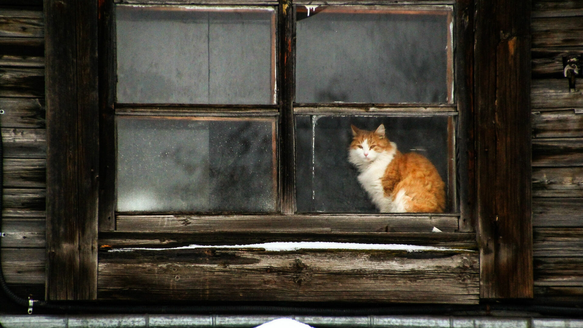В Башкирии по вине кота могла сгореть комната в общежитии