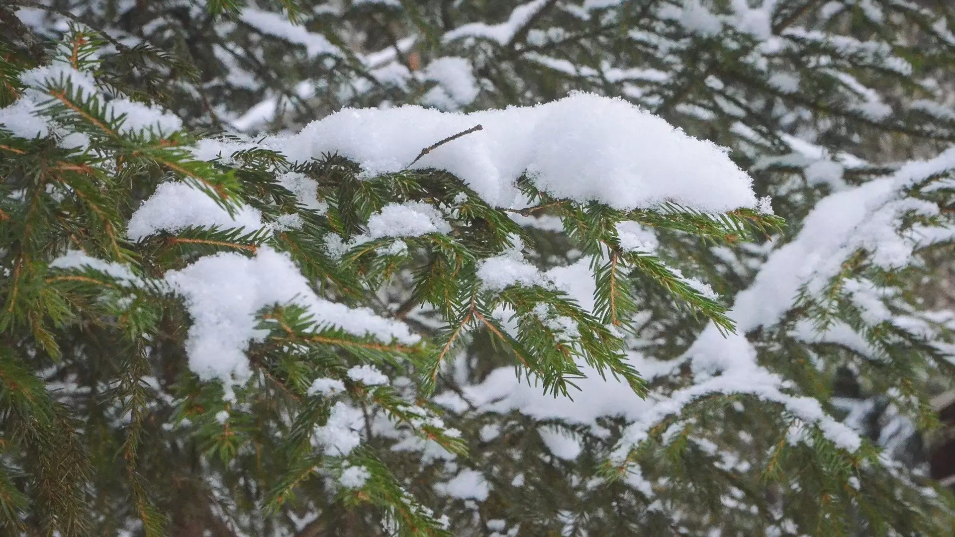 Снегопады и похолодание до -15 ожидают Башкирию в конце недели