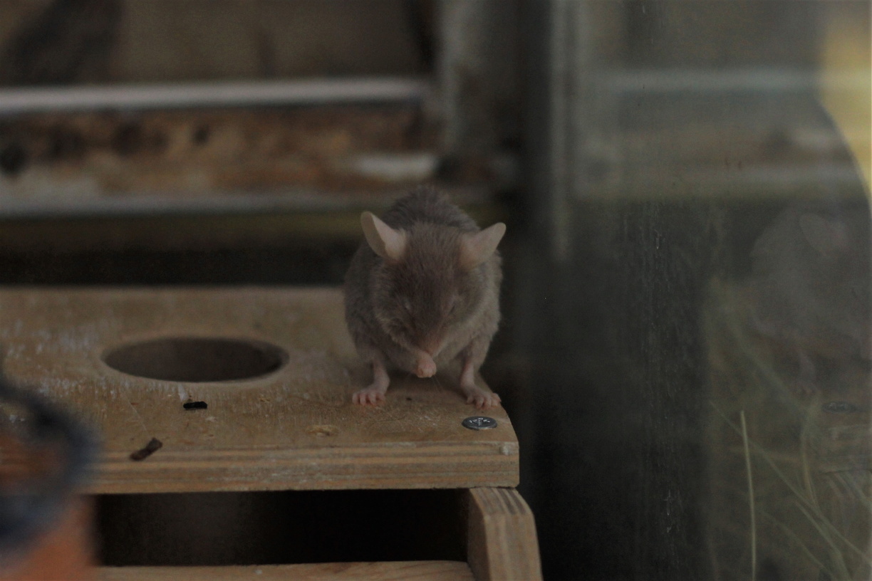 «Лезут через канализацию»: уфимцы засняли на видео очередное нашествие крыс