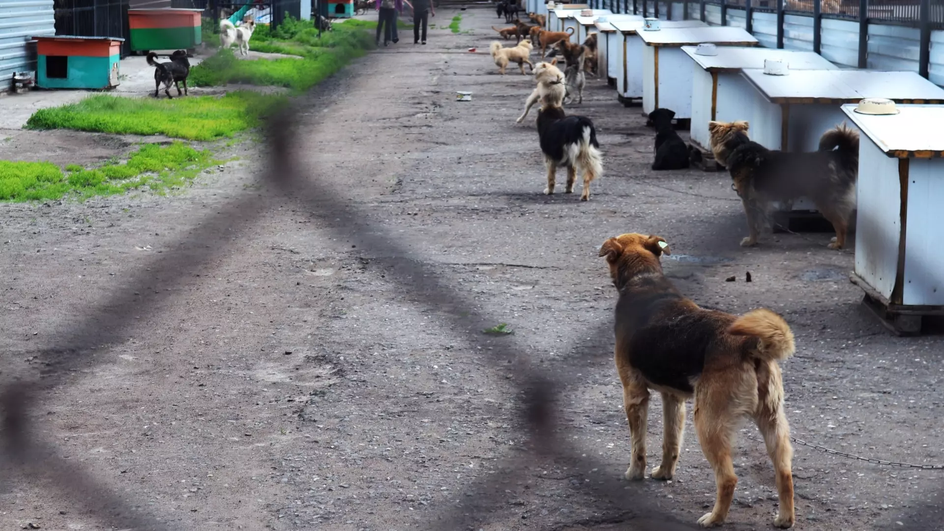 Собаку, напавшую на людей в Башкирии, поймали и поместили в приёмник