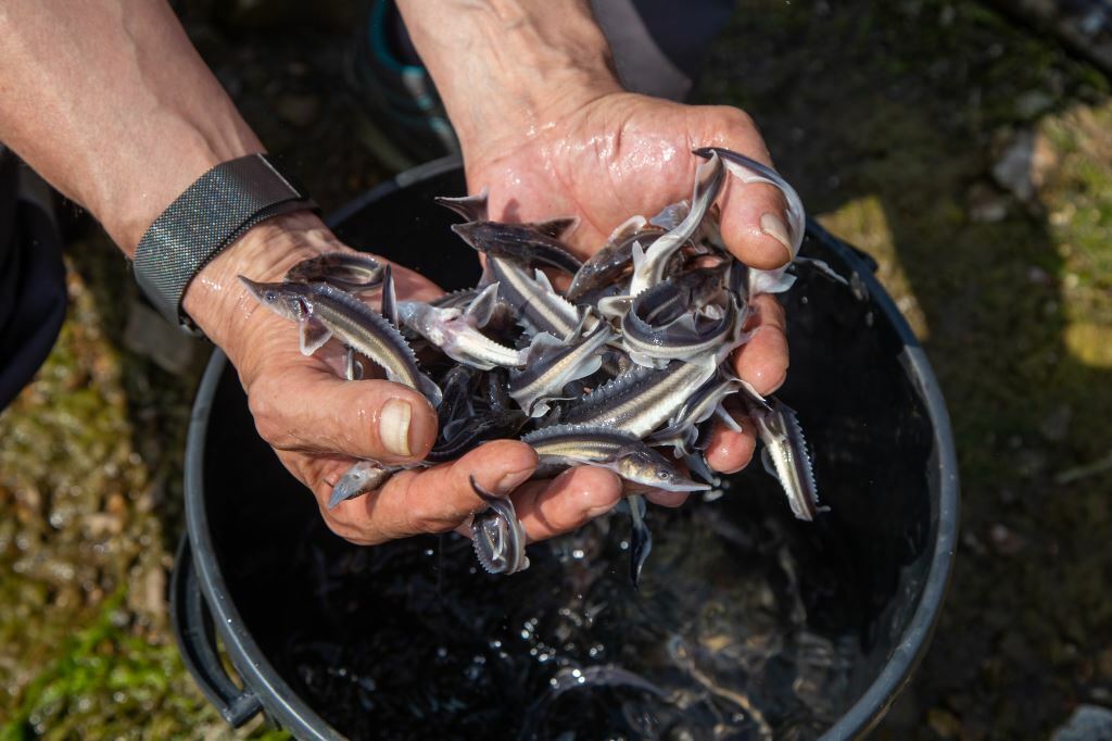 Рыбный Спас: «Башнефть» выпустила в водоёмы России 565 тысяч мальков