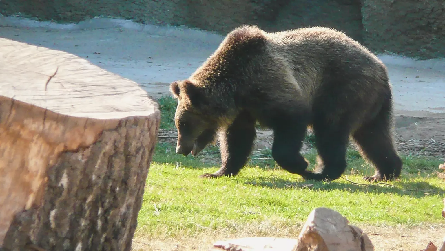 Стая медведей вышла к людям из леса в Башкирии: правда или фейк?