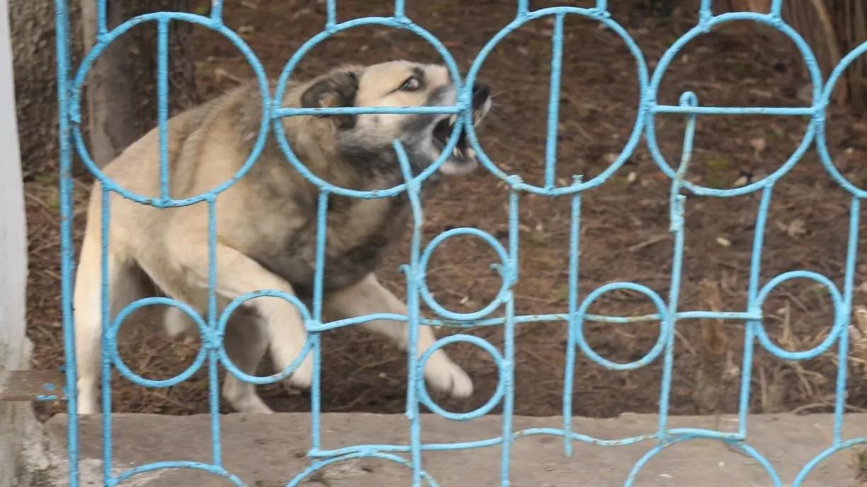 В Башкирии два села Илишевского района закрыты на карантин по бешенству животных