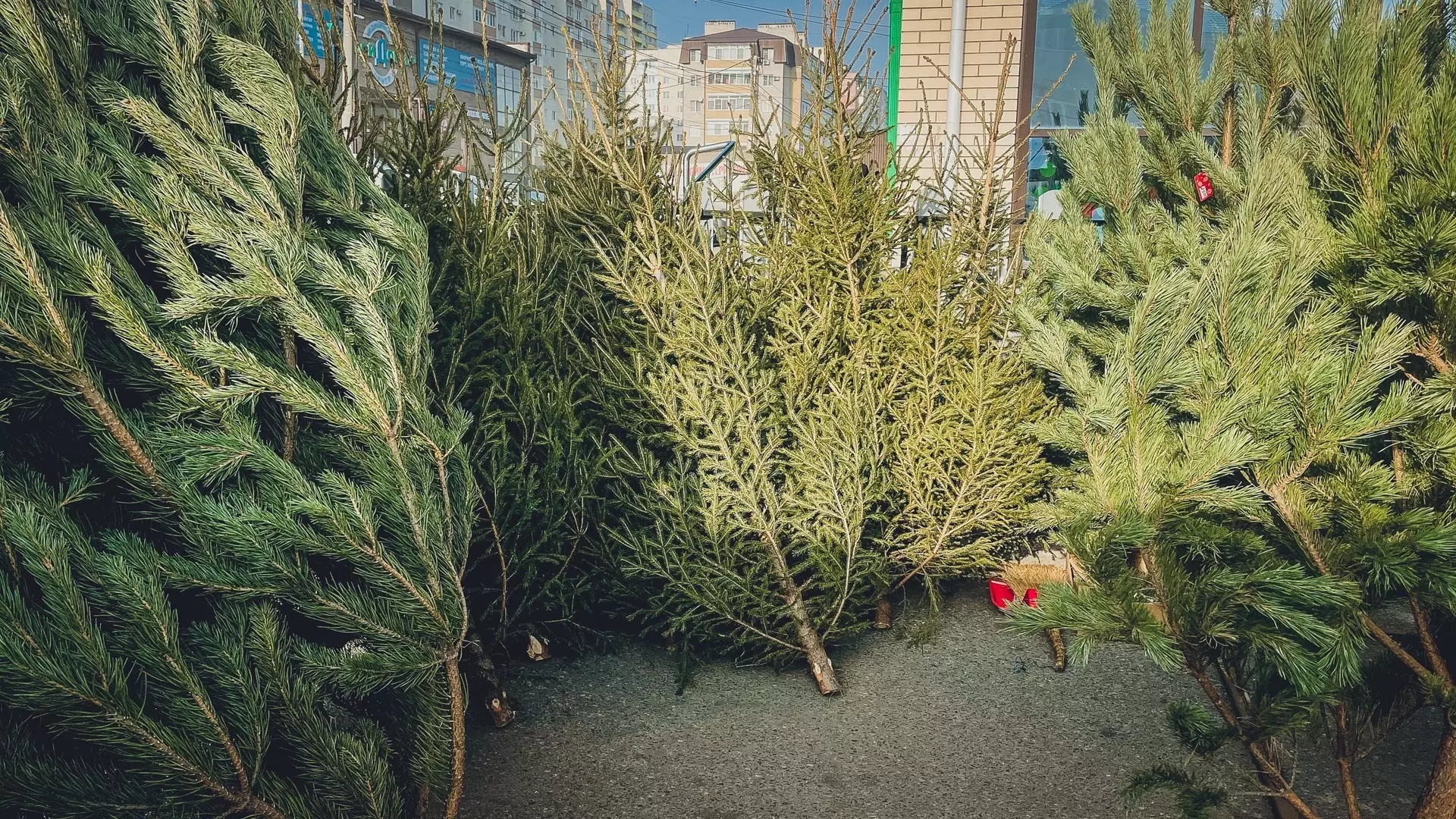 Жители Уфы смогут сдать свои новогодние елки на переработку