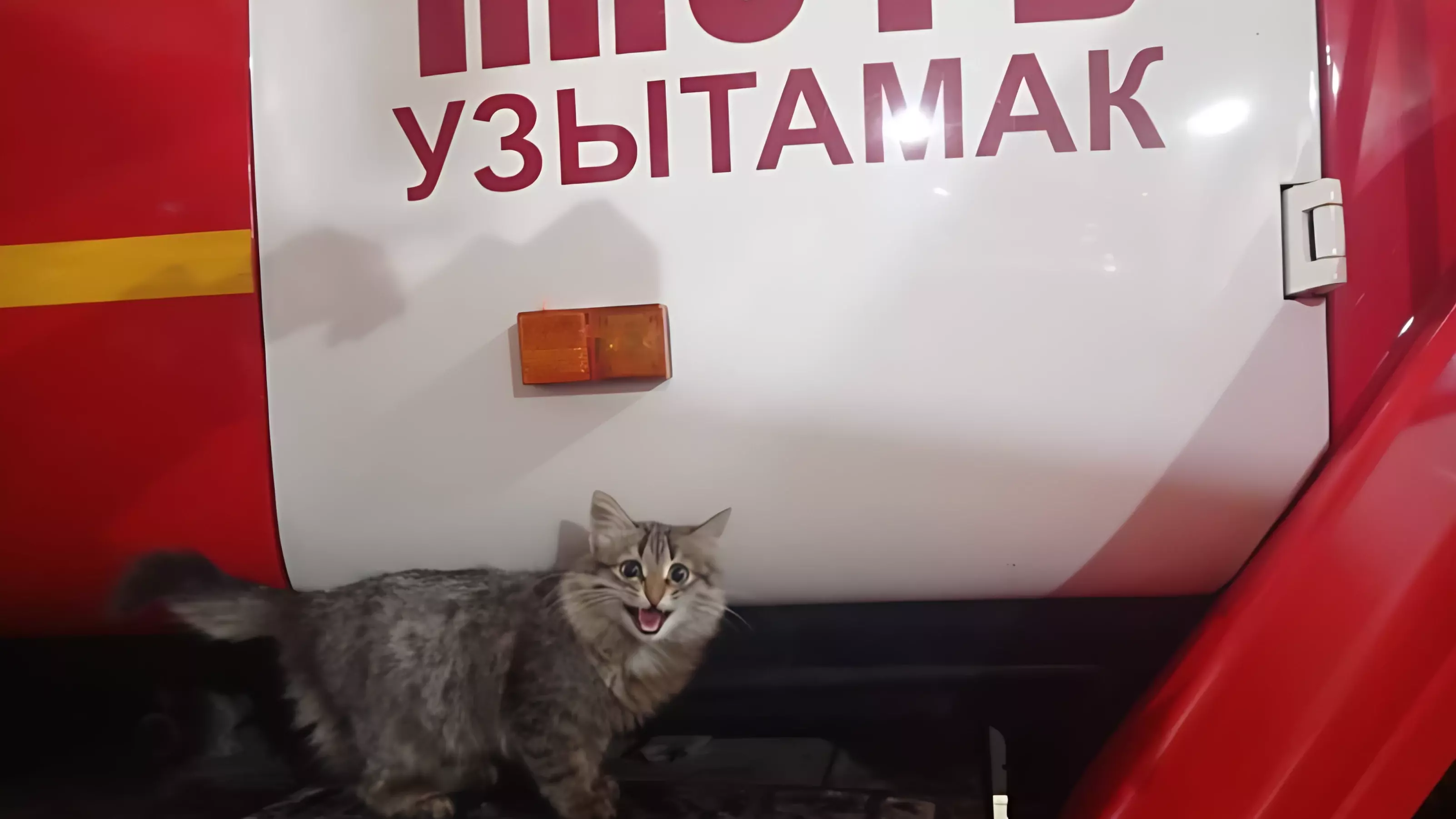 В Башкирии котенок поселился в пожарной части