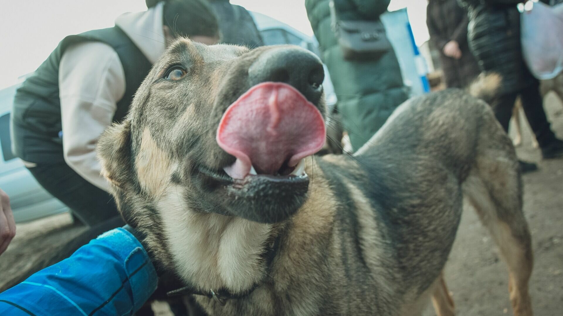 В параде Победы в Стерлитамаке вместе с военными вышла маршировать бродячая собака