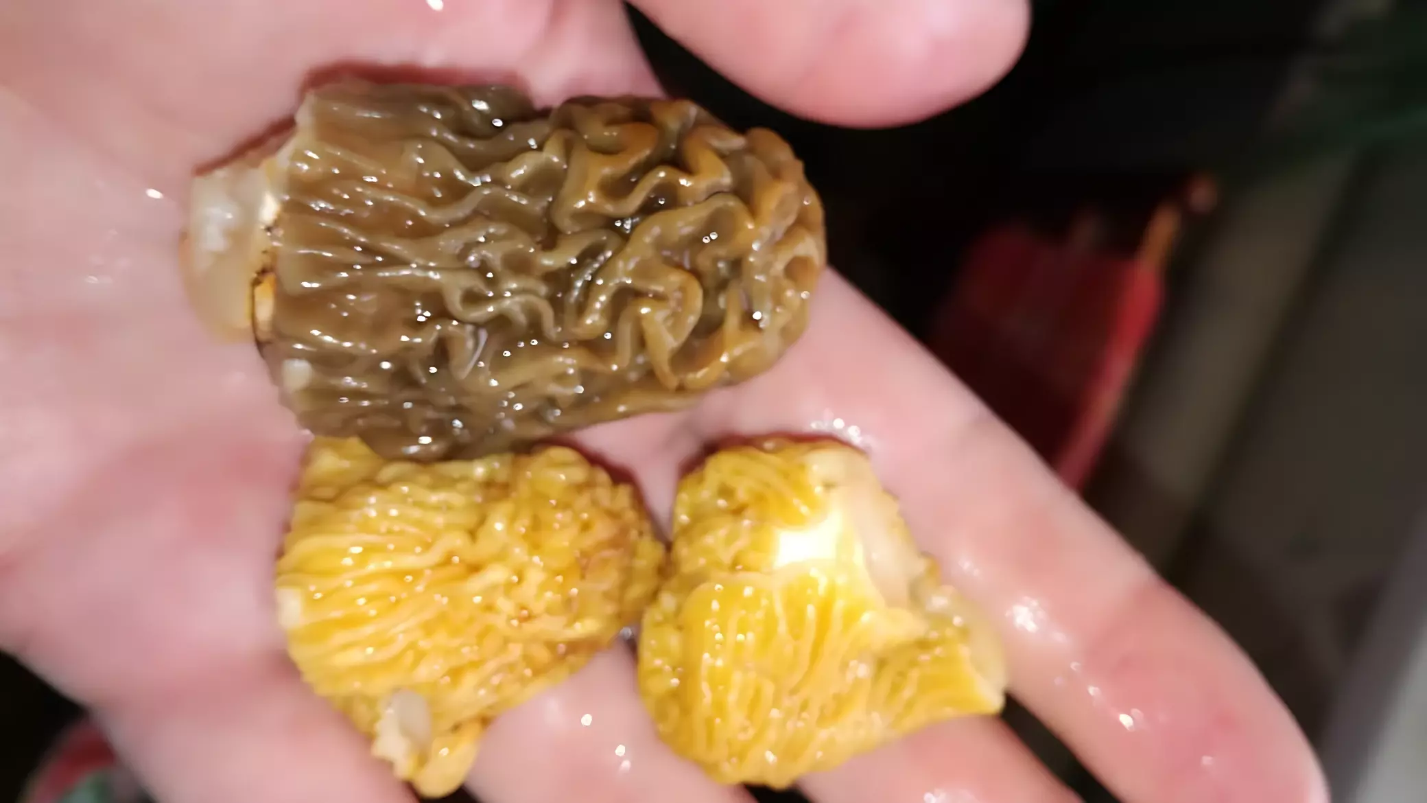 Пора за грибами: топ-3 весенних грибов в Башкирии