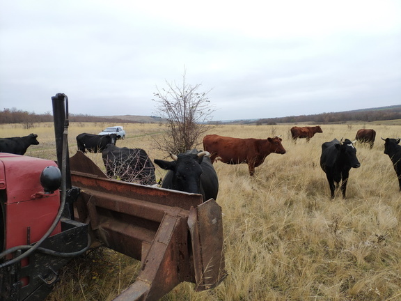 В одном из районов Башкирии ввели режим ЧС из-за заболевания скота